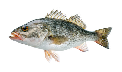 Fototapeta premium Fishing for bass in a clear lake wildlife calm environment isolated on transparent background, png