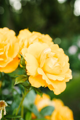 Portland, Oregon's International Rose Test Garden