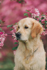 A golden retriever walks outside in the flowers of a pink apple tree. Pet store advertising.Active recreation, playing with dogs. A family dog. Shelters and pet stores
