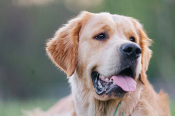 A golden retriever walks outside in the flowers of a pink apple tree. Pet store advertising.Active recreation, playing with dogs. A family dog. Shelters and pet stores