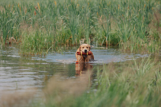 A golden retriever carries dummy from the field. Hunting dog, Training, training, upbringing. Working Golden Retriever in action