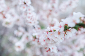 The cherry blossoms in spring