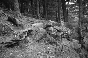 Sentier La Rouche 4 Août 2025 N&B