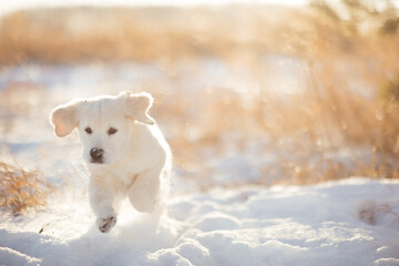 A happy golden Retriever puppy runs through the snow in winter