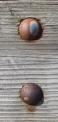 Close-up of two rusty metal rivets on aged wooden planks. Weathered texture, corrosion patterns, and natural wood grain create an industrial and rustic abstract background