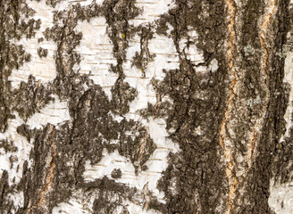 The birch bark texture or background. Macro shot is made by means of stacking technology trunk....
