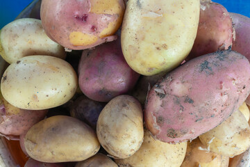 Abundant harvest of organic potatoes with earthy details symbolizing natural goodness and healthy eating. From farm to table rustic charm of unwashed potatoes ready for wholesome home cooked dishes.