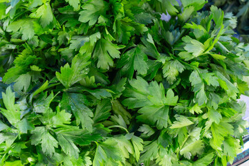 Lush vibrant green parsley foliage healthy organic culinary herb closeup for food garnish. The taste of freshness in nature concept healthy living and culinary inspiration with green parsley.