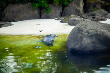A seal swims near the shore in a clear, green-tinted pool surrounded by large rocks and white sand....