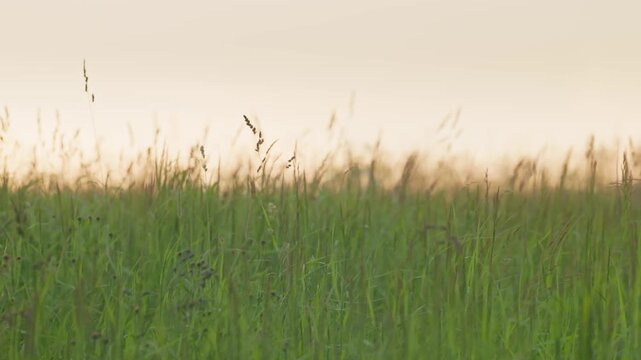 Soft sunlight filters through green grass blades, capturing the essence of a peaceful evening in natures embrace.