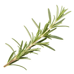 Fototapeta premium Rosemary isolated on transparent background 