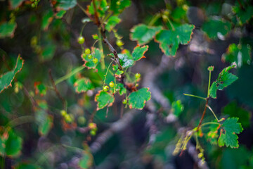 Close-up of unripe green currants growing on a branch with vibrant green leaves. Natural lighting...