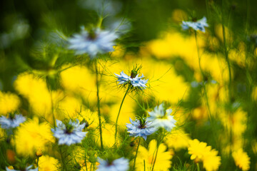 Close-up of delicate blue Nigella flowers blooming among vibrant yellow daisies in a sunny meadow. The image has a soft, dreamy background and vibrant summer colors.