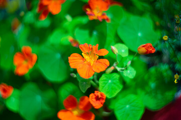 Bright orange nasturtium flowers blooming in lush green foliage. The close-up shot features vivid colors and soft bokeh, capturing the essence of a summer garden in full bloom.