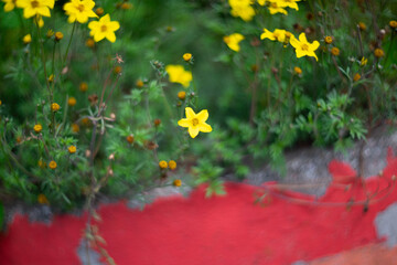 Bright yellow wildflowers bloom against a red wall, creating a vivid contrast. The soft focus and...