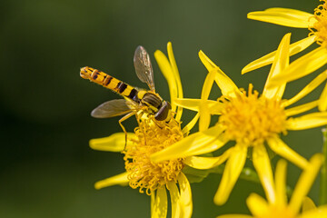 close-up of a yellow and black long hoverfly on a yellow ragwort blossom