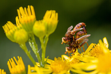 Close-up of a mating pair of reddish-brown Sicus ferrugineus flies on a yellow blossom of ragwort with blurred background