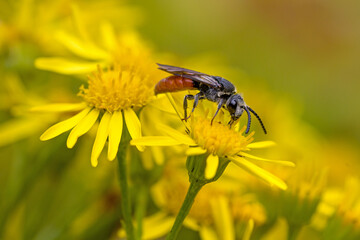 close-up of a wild bee with a red abdomen, the sphecodes albilabris, on a yellow blossom of the ragwort with a blurred background