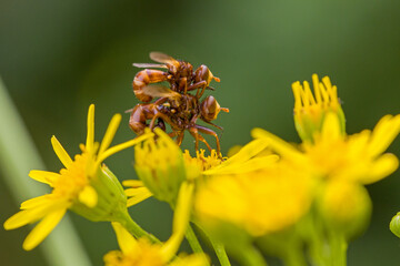 Close-up of a mating pair of reddish-brown Sicus ferrugineus flies on a yellow blossom of ragwort...