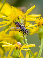 dorsal close-up of a red-spotted fly Eriothrix rufomaculatus on a yellow blossom of St. John's wort
