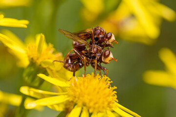 Close-up of a mating pair of reddish-brown Sicus ferrugineus flies on a yellow blossom of ragwort...