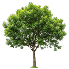 Obraz premium Green tree isolated on transparent background 