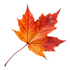 Autumn leaf isolated on transparent background  
