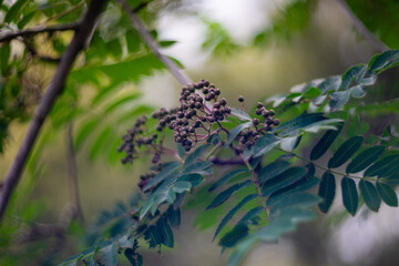 Close-up of a cluster of unripe berries on a rowan tree branch with green leaves and a soft, natural bokeh background. A peaceful, botanical nature scene captured in daylight