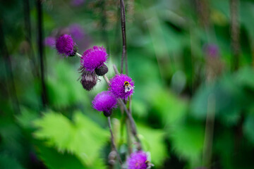 A bumblebee feeds on a vibrant purple thistle flower in a lush green garden. A macro nature shot capturing the beauty of pollination and wild plants in soft natural light.