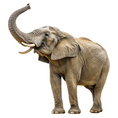Obraz premium Elephant in Chinese safari park isolated on transparent background 