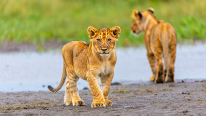 Fototapeta premium A curious lion cub stands on muddy ground near a waterhole, gazing ahead, while another cub explores in the background, surrounded by lush green savanna scenery.