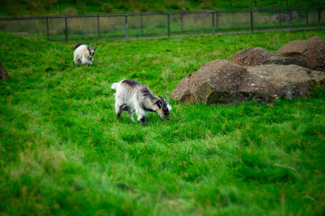 Two goats graze on lush green grass in a peaceful pasture near large rocks. The scene captures...