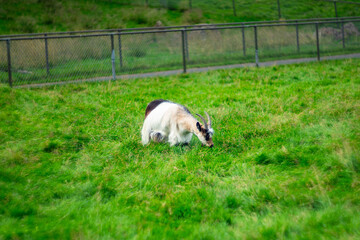 A single goat grazes on lush green grass in a peaceful rural pasture near a wire fence. The animal...