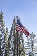 Freedom in the Forrest