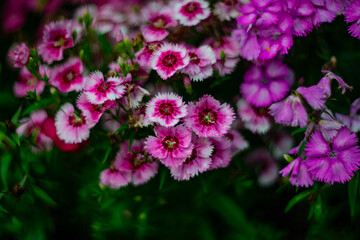 Close-up of blooming pink dianthus flowers in a lush garden. The vibrant petals and green...