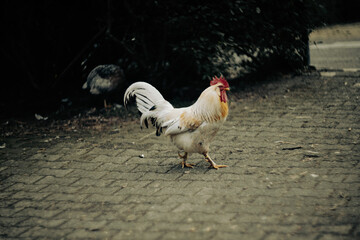 A white rooster with red comb walks confidently on a paved path in a rustic setting. Captured in...