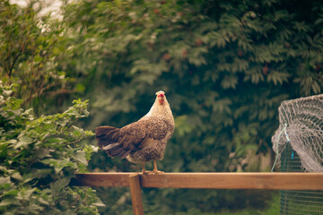 A brown hen perches on a wooden rail in a backyard garden. The image captures a calm rural moment...