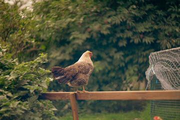 A free-range chicken standing on a wooden fence in a rural garden. The soft light and green foliage create a peaceful countryside scene, highlighting rustic farm life and backyard animals