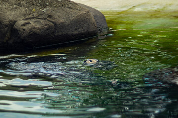 A curious seal swims near the surface of a green pond, its head emerging from the rippling water. Natural light, calm setting, and wildlife moment in focus.
