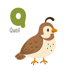 Cute cartoon illustration of a quail with the letter Q, ideal for kids' alphabet learning, educational posters, and nursery decor