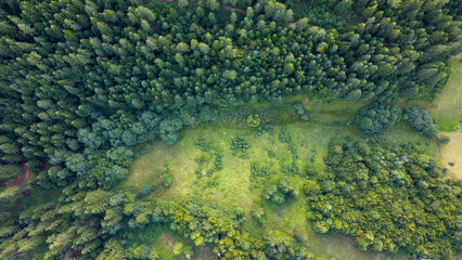 Aerial view of forest edge meeting a grassy clearing, forming a natural border with textured vegetation