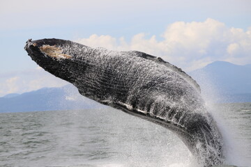 Humpback whale breaching part of a sequence of pictures showing the whale turning in flight