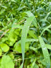 Eine Wanderung zum  Heldrastein bei Treffurt mit dem Aussichtsturm "Turm der Einheit" mit blick zur Burg Normannstein, Gras nach Regen