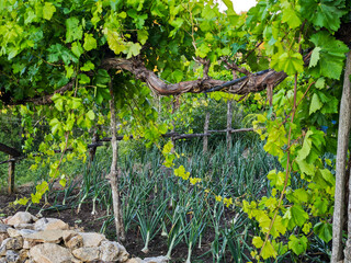 Urban garden in Calatañazor featuring green onions and grapevines