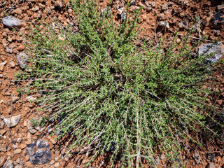 Wild thyme bush thriving in Soria, Spain during a sunny day