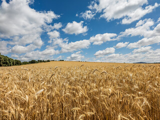 Vast golden wheat fields of Soria Spain under bright blue skies