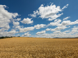 Golden wheat fields span Soria, Spain under bright blue skies