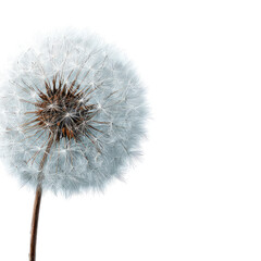 A fluffy dandelion seed head against a black background