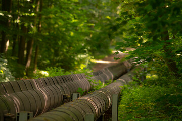 A large, wide pipe is traveling through a dense, lush green forest filled with a diverse range of...