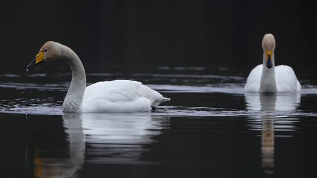 a pair of whooper swans in a forest lake